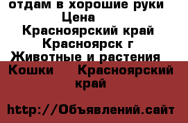 отдам в хорошие руки  › Цена ­ 0 - Красноярский край, Красноярск г. Животные и растения » Кошки   . Красноярский край